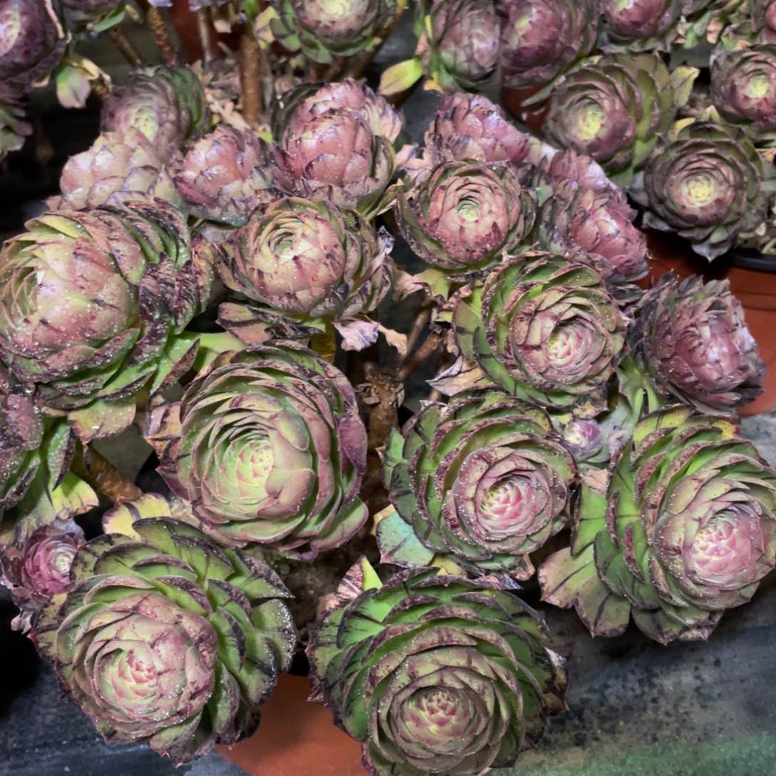 657豹纹拉丝精品法师多肉