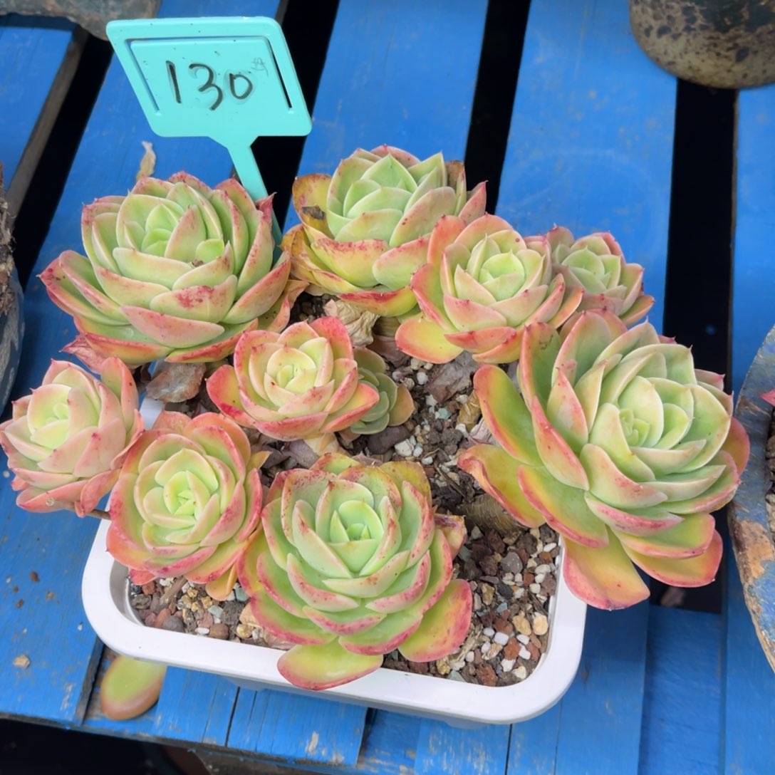 小雨多肉星娜塔群