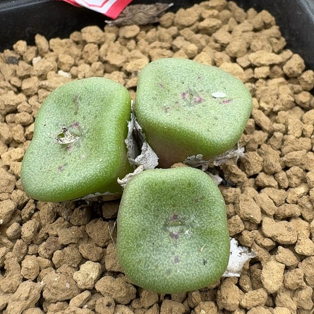 12紫罗兰方碗哈哈哈哈哈哈