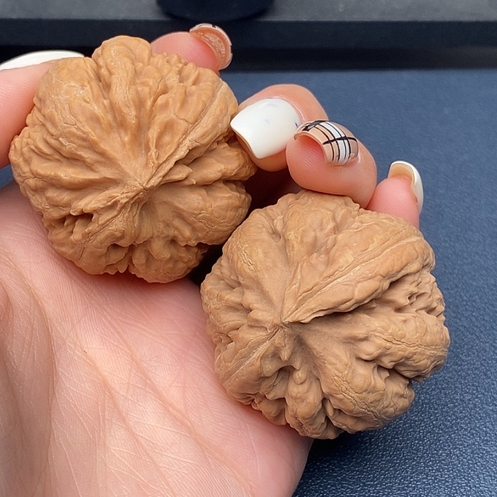 智***观霸王龙全品无刀休