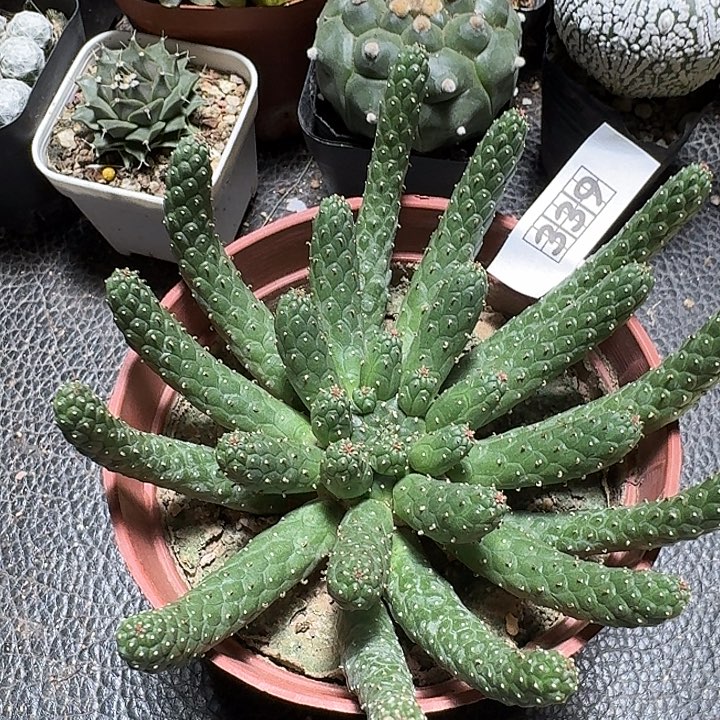 339阎魔大戟脱土发货