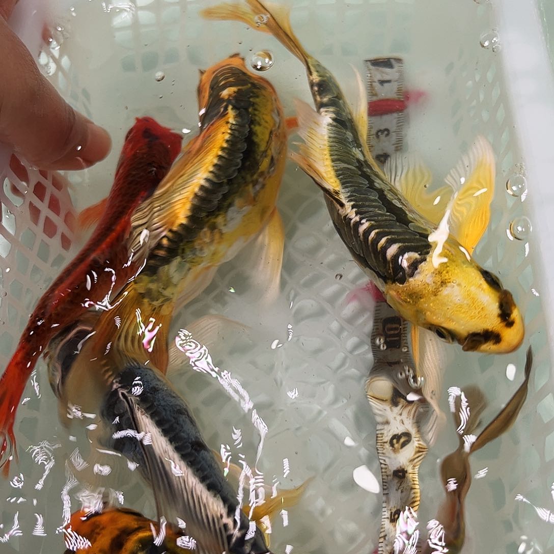 锦鲤冷水锦鲤包邮