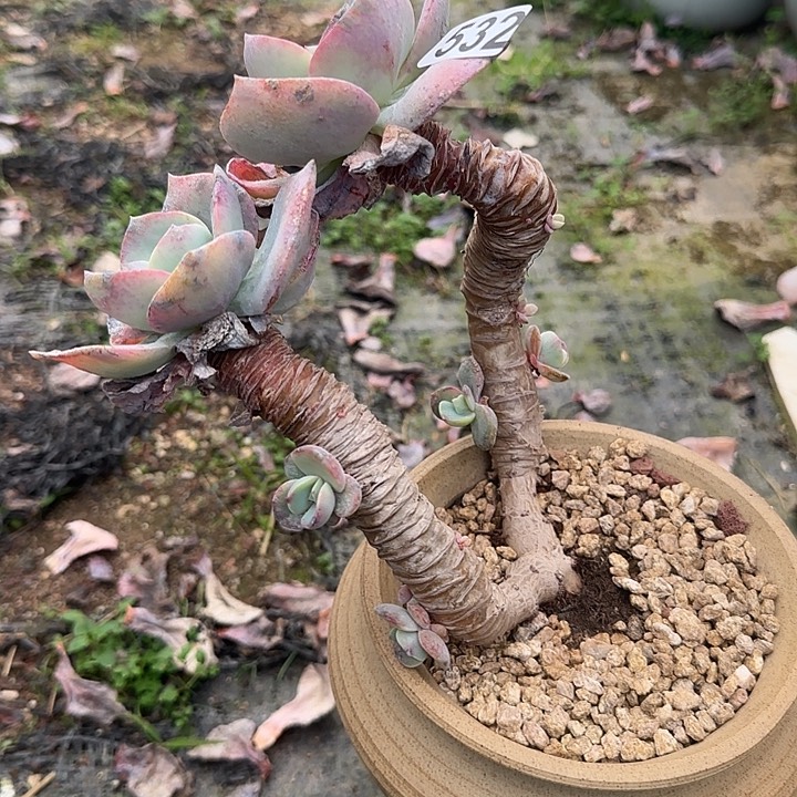 小****?532白凤特价脱土发货不退不换