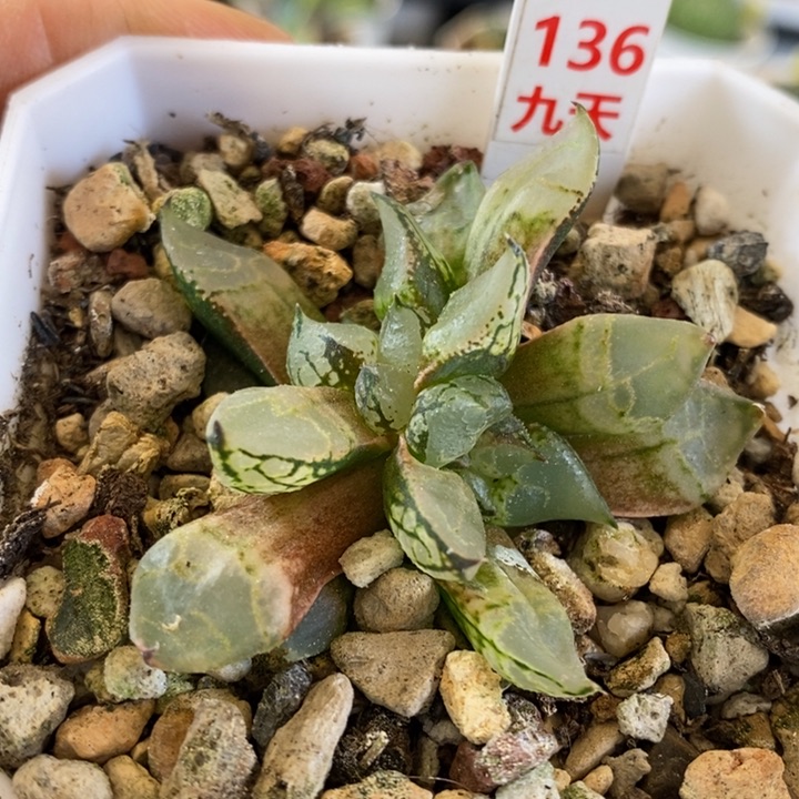136号全窗冰皇带盆发货
