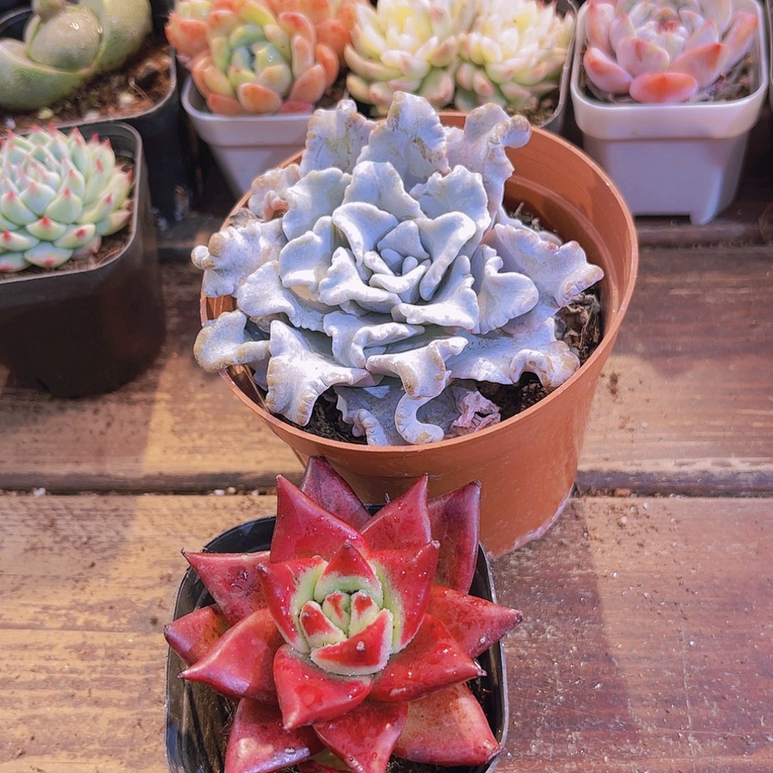 2盆大白饺子皮➕2盆罗卡