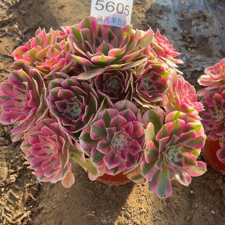 5605女巫的人多肉的