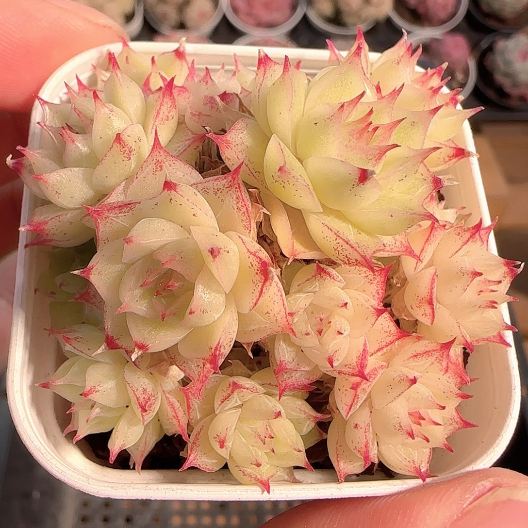 多肉1209-242优选麦秆群