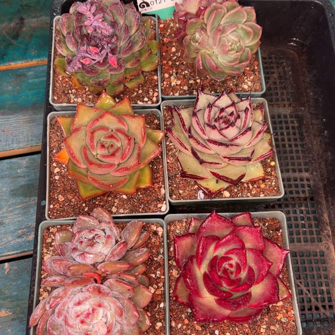 从前慢多肉精选编号0121.295