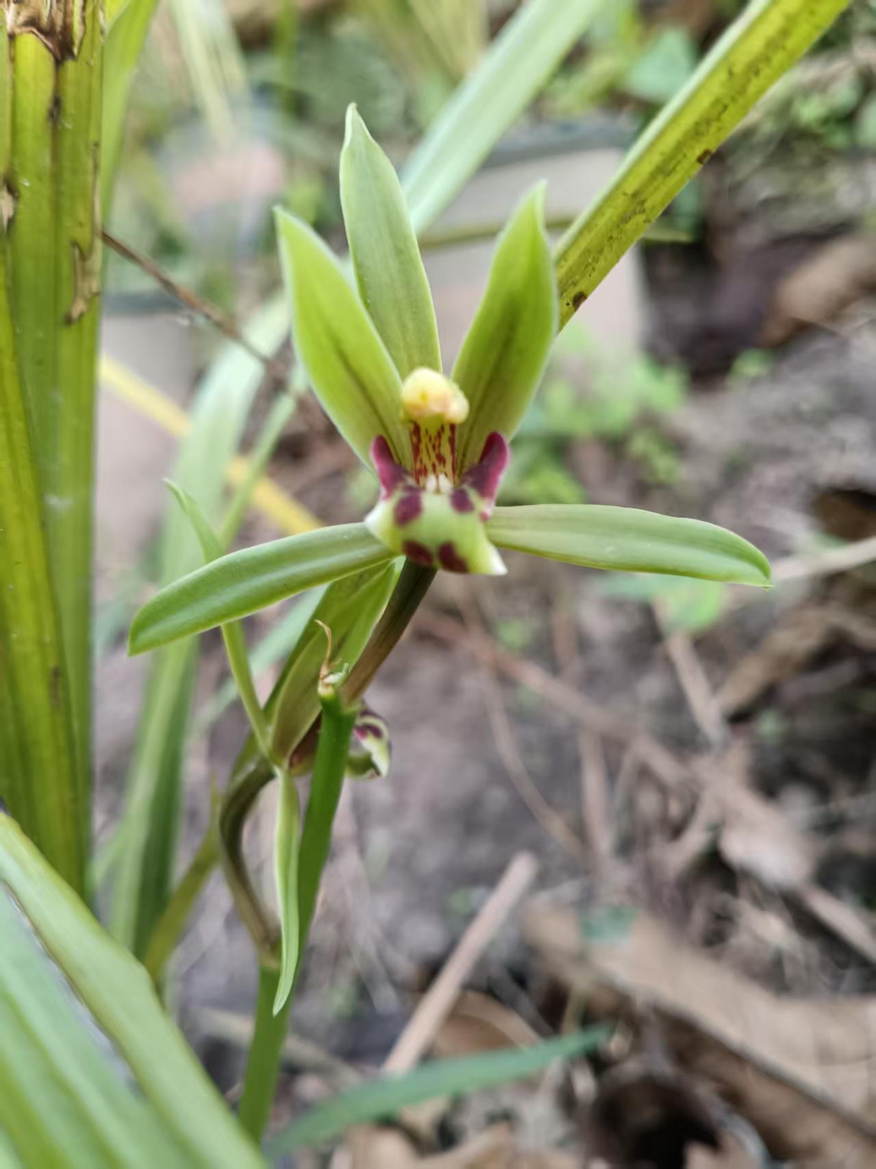 各种花花草草~直播间一物一拍