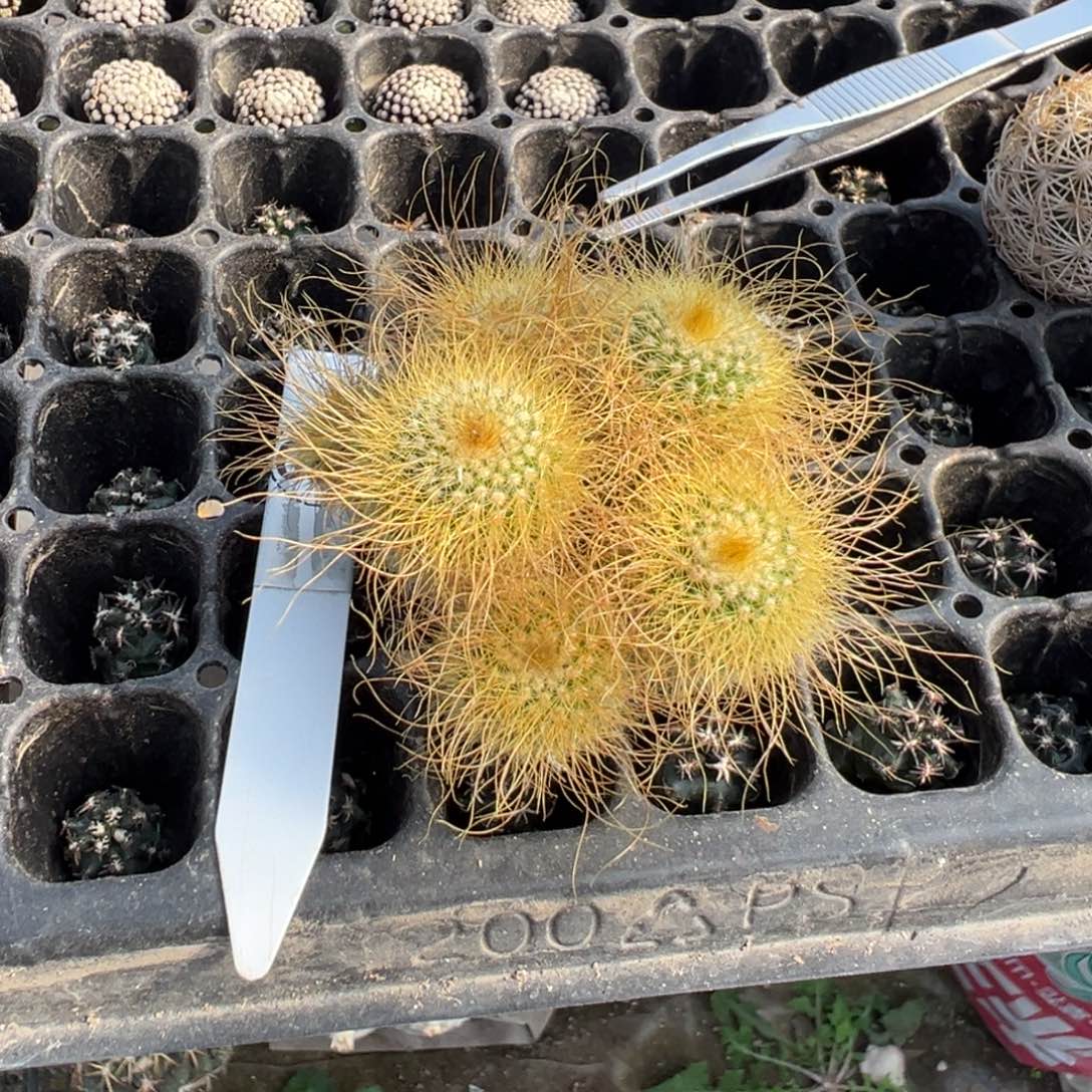夫***.031实生根金丝猴仙人球多肉植物裸根发货
