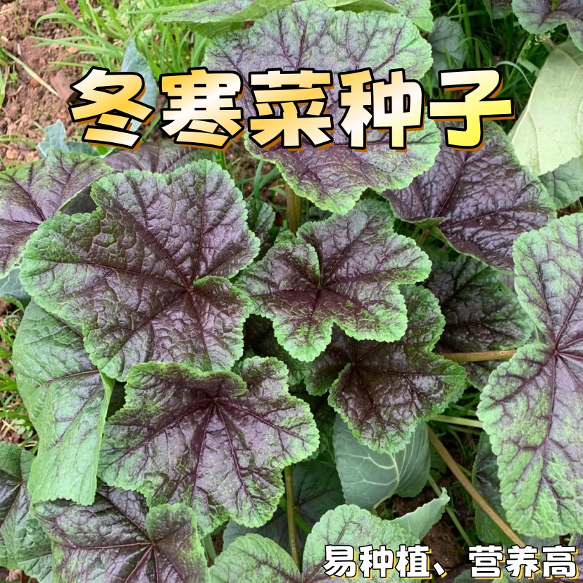 【全店满五包包邮】冬寒菜种子糯米冬寒菜其菜冬苋菜种