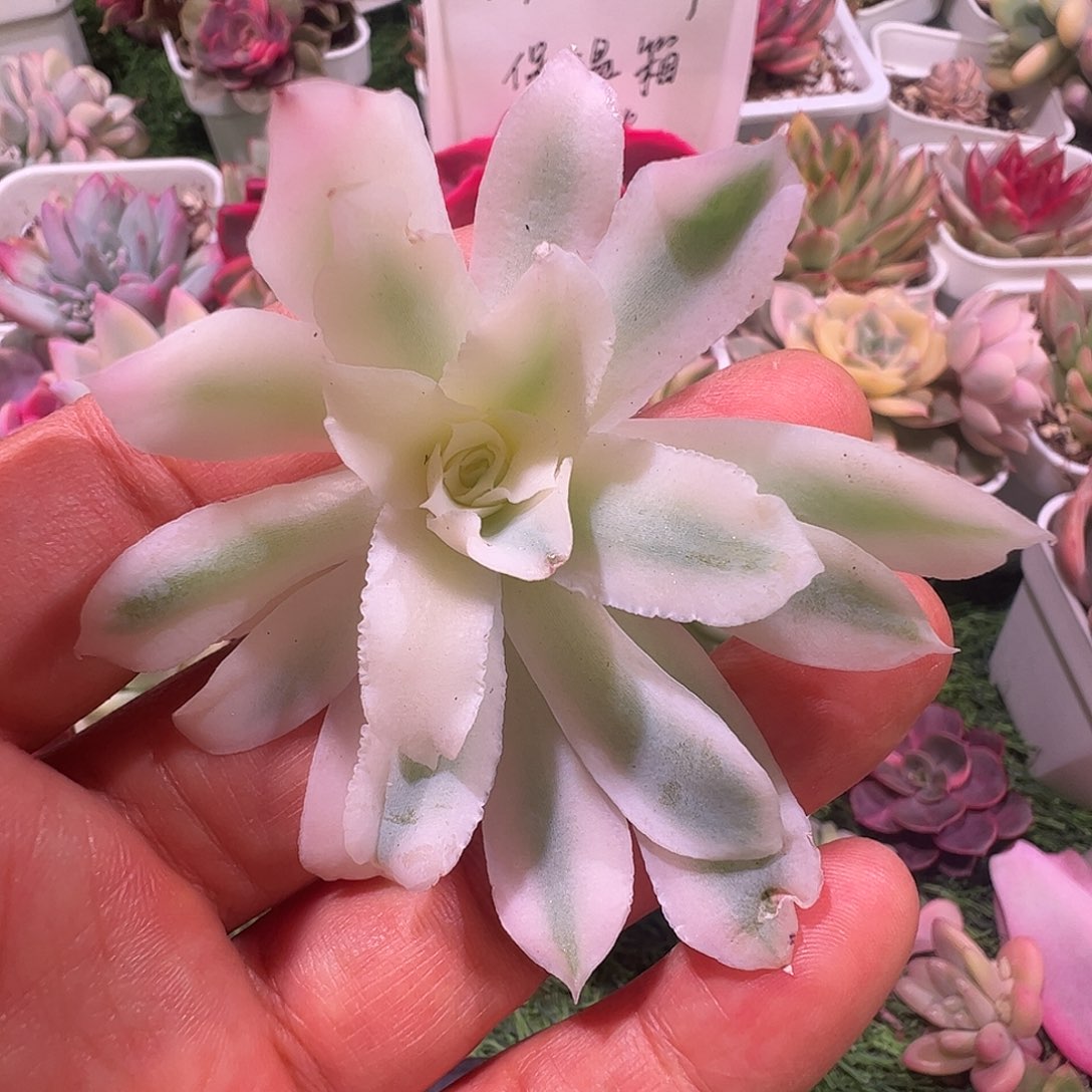 锦***s多肉植物多肉植物