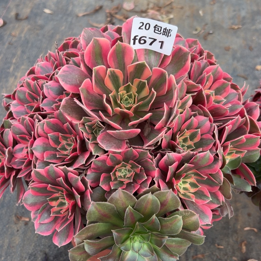 671女妖，满20包邮嘟叮熊