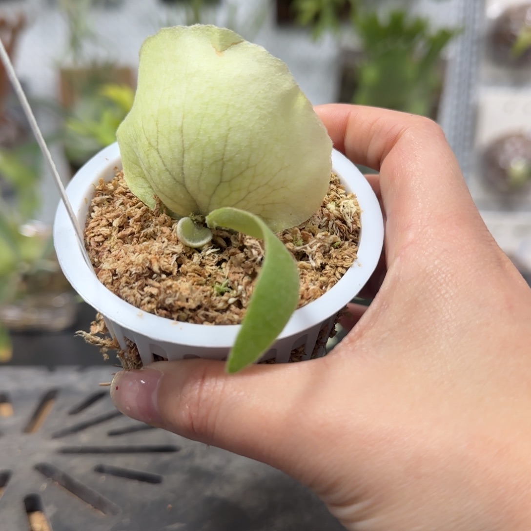 pn月光鹿角蕨孢子苗