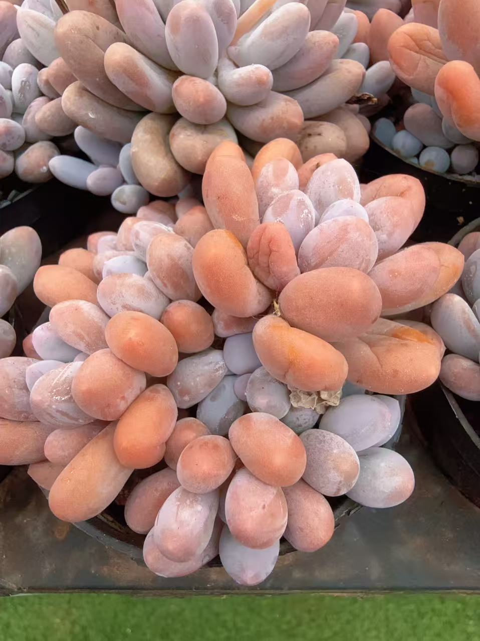 80#大汤圆美人（9-12cm）脱土