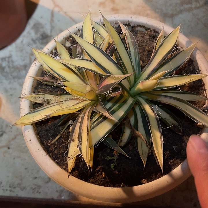 满38包邮2天凑单，脱土晾根发货多肉植物