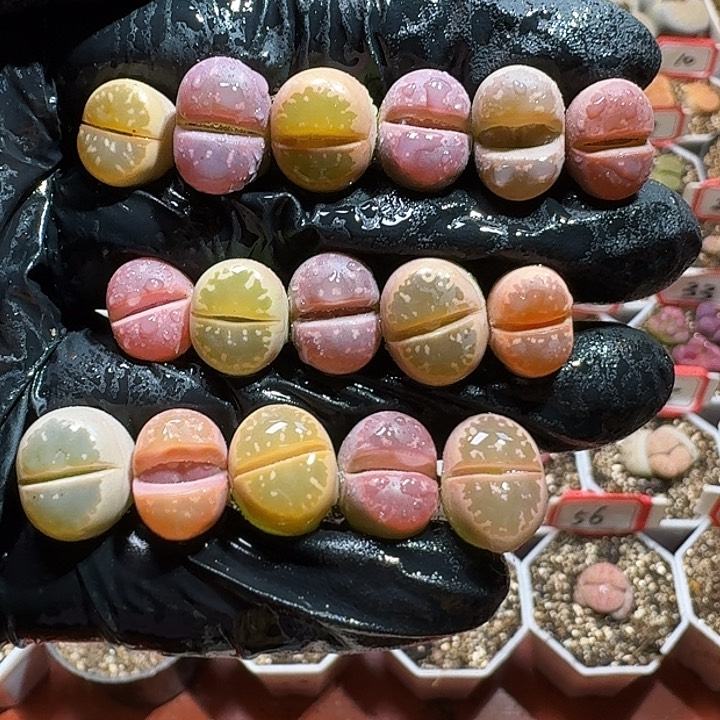 生石花23333:    15