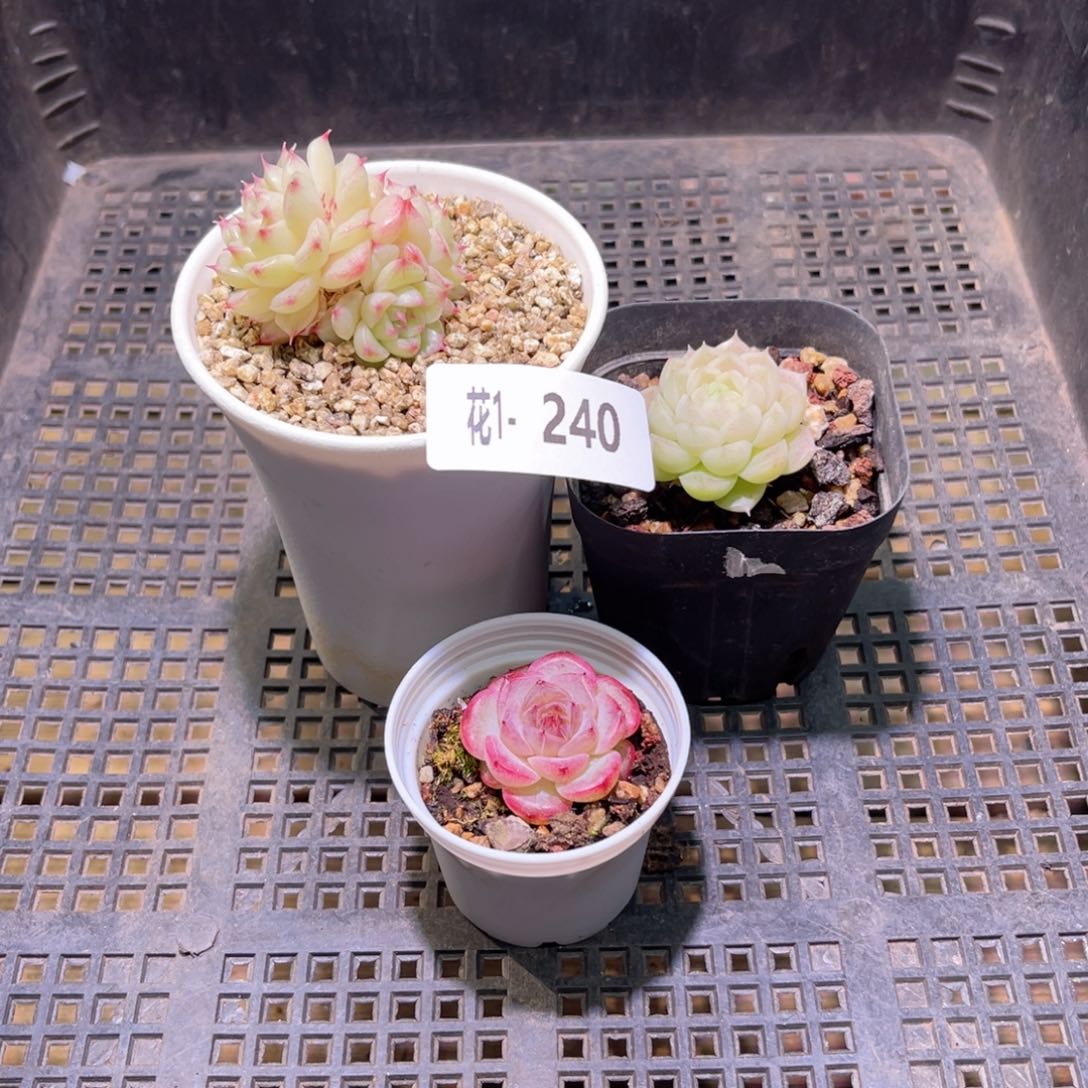 花利美1-240框拍3颗