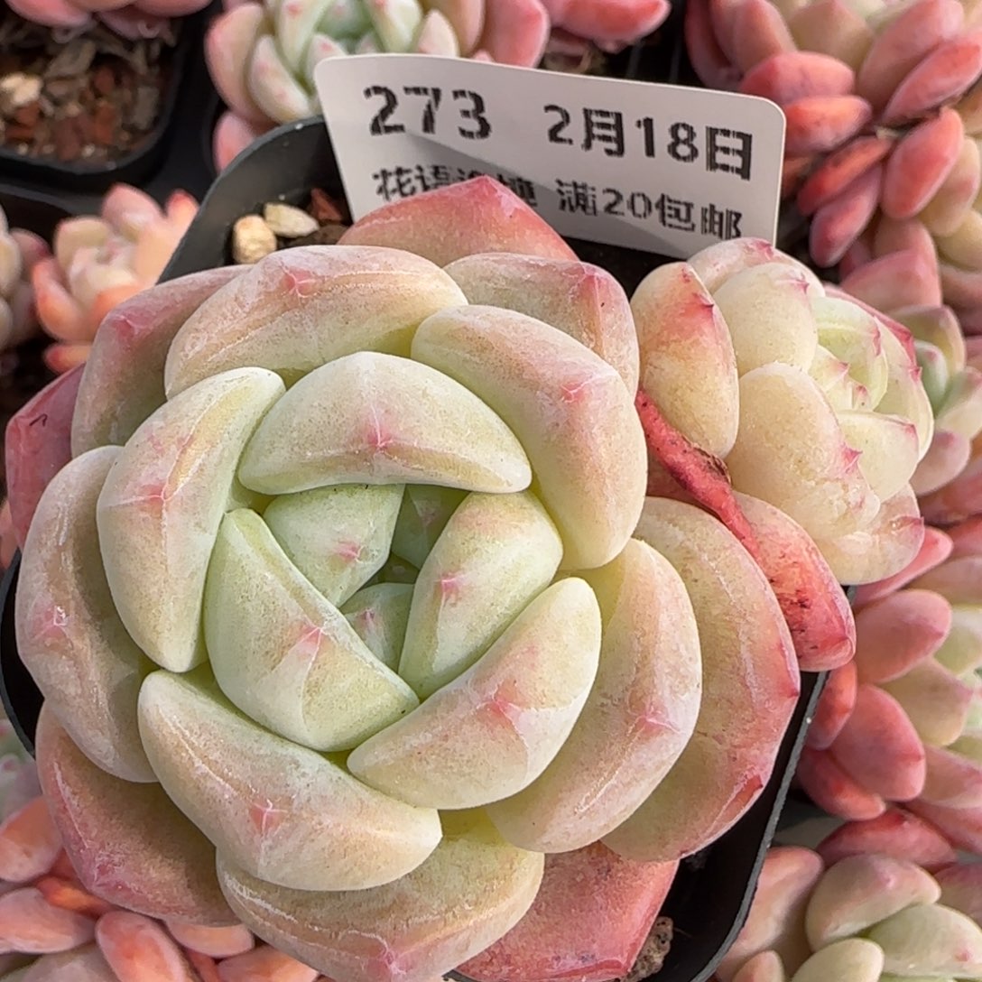 花语逸境0218-273