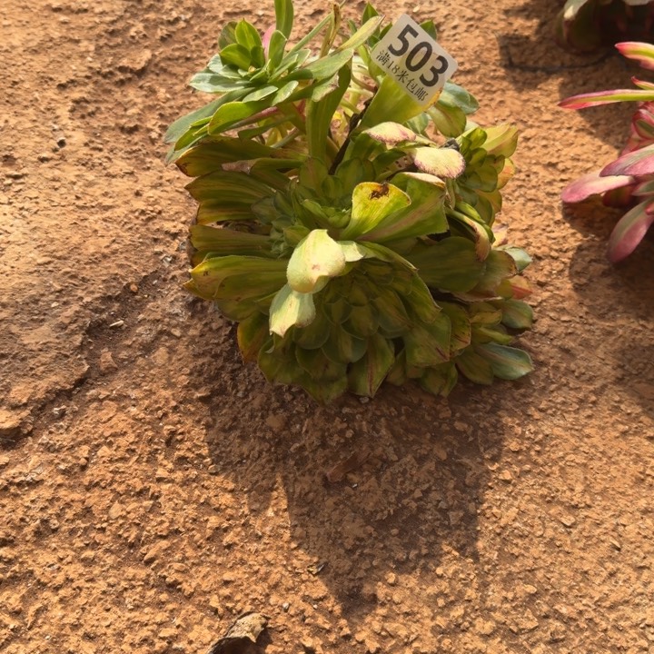 503号知否嫁接额啊