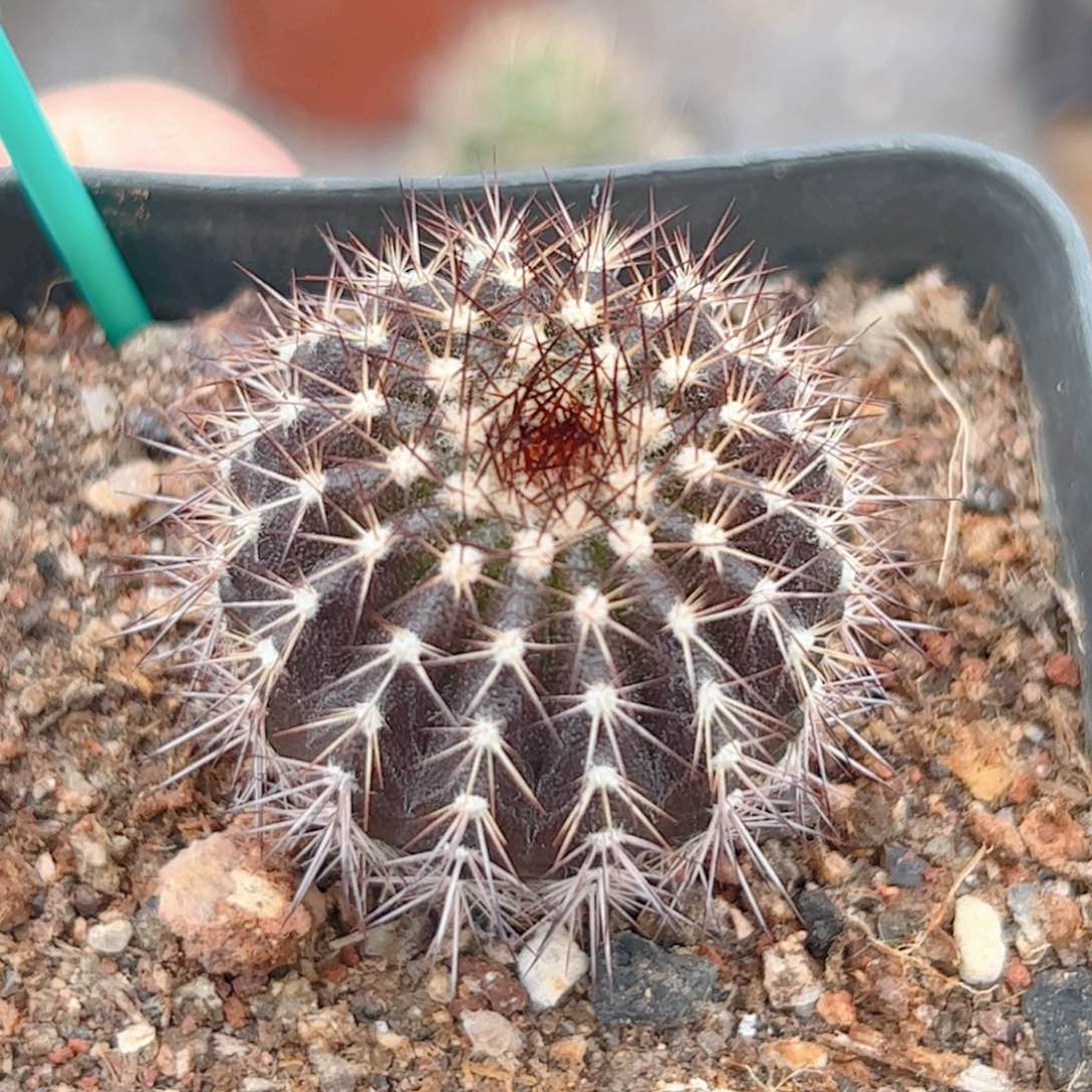 紫皮尤伯球实生