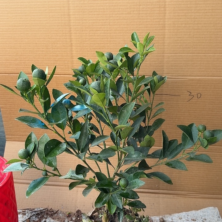 无花朵四季桔一物一拍23米