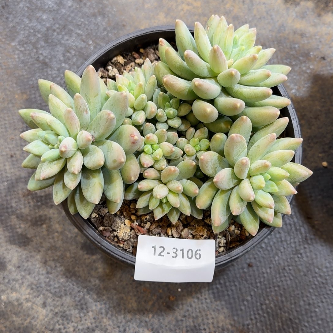 3106阿蒂斯托多肉植物