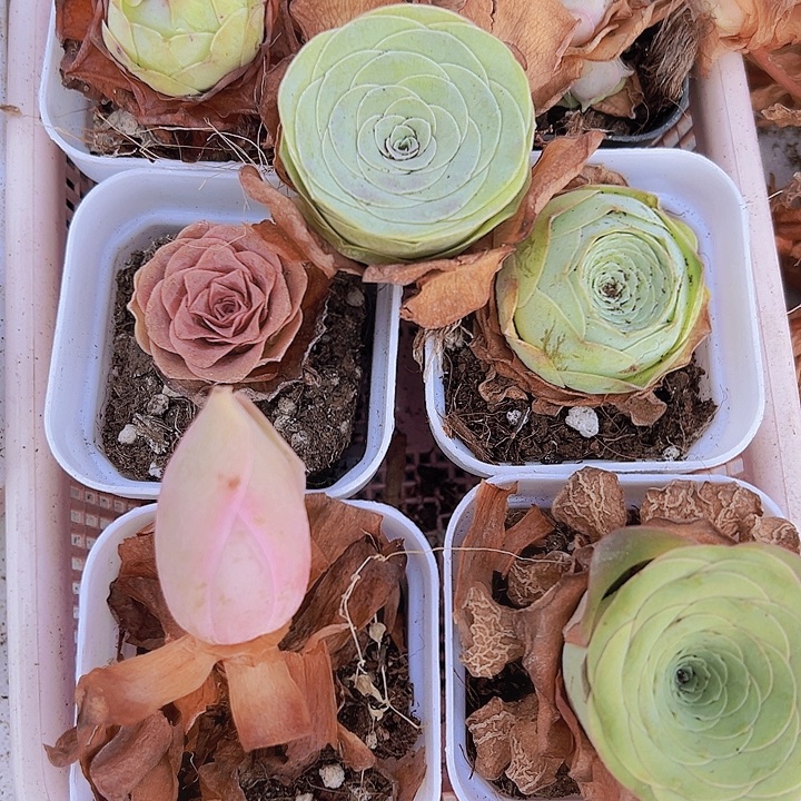 玫瑰组合7颗带盆带土