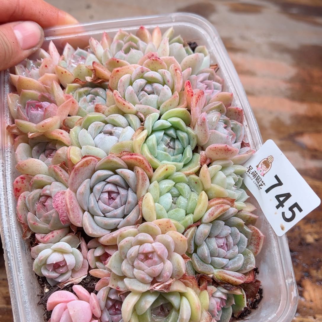 多肉植物多肉植物