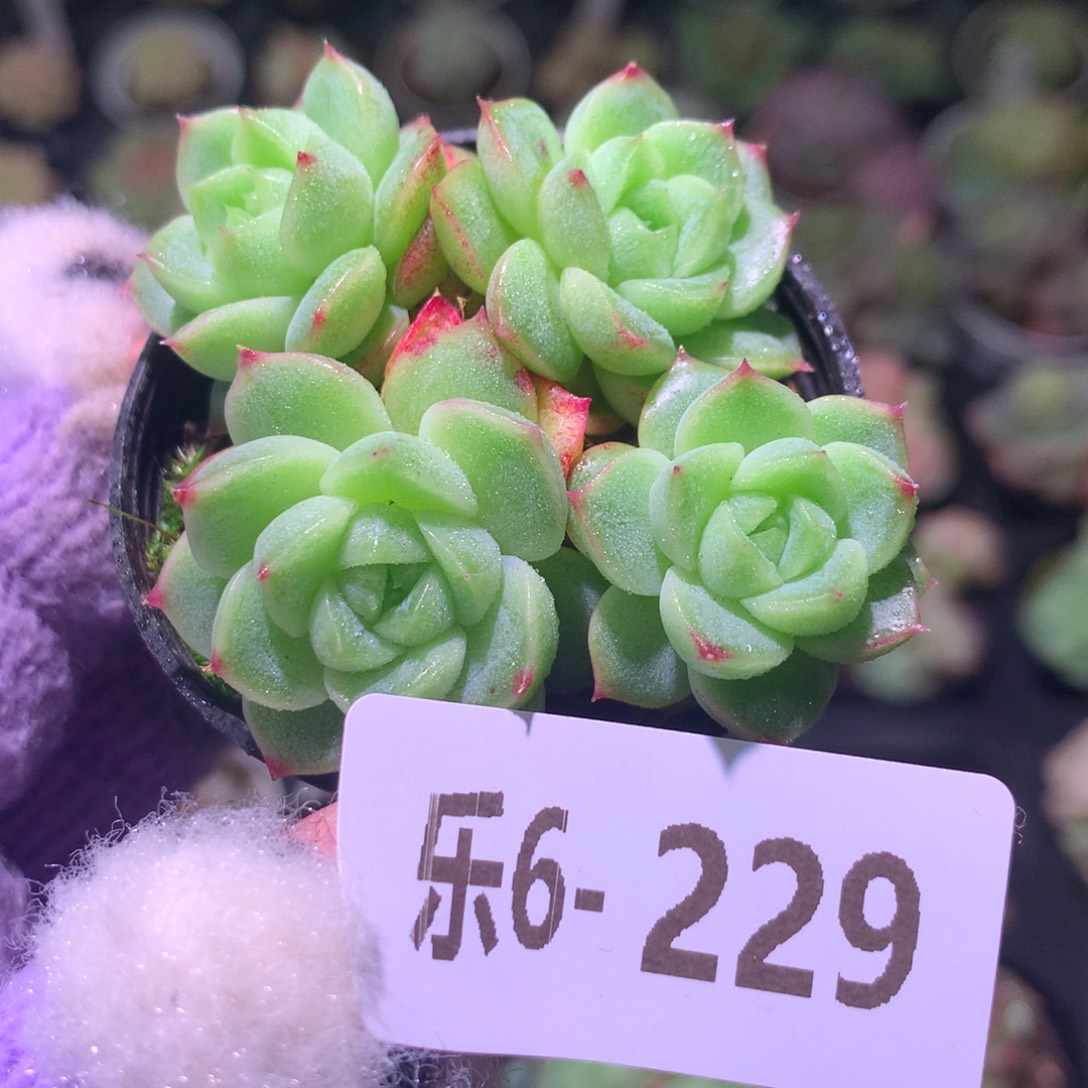 乐然 6-229 新品群 