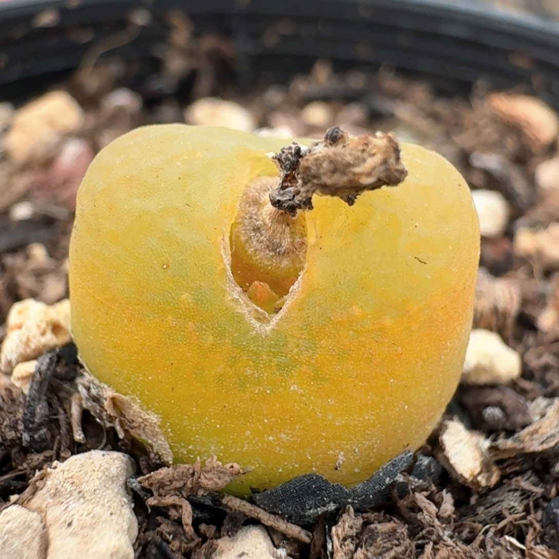 357开播福利脱土发货