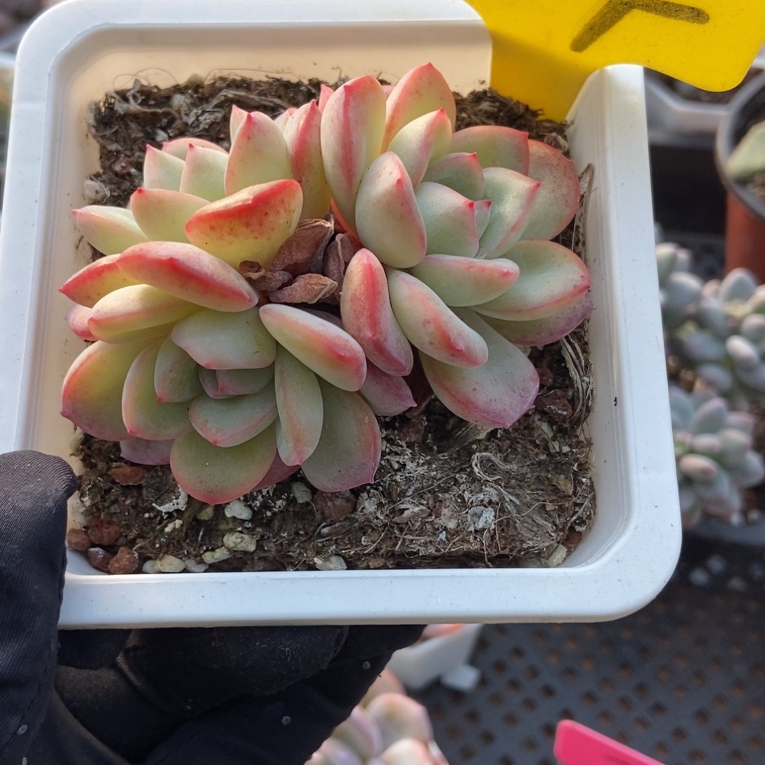 14泡芙多肉植物多肉
