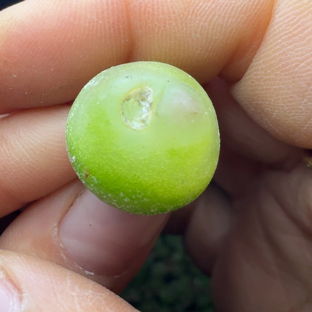 1178拉拉尺寸1.6有瑕疵福利出0000