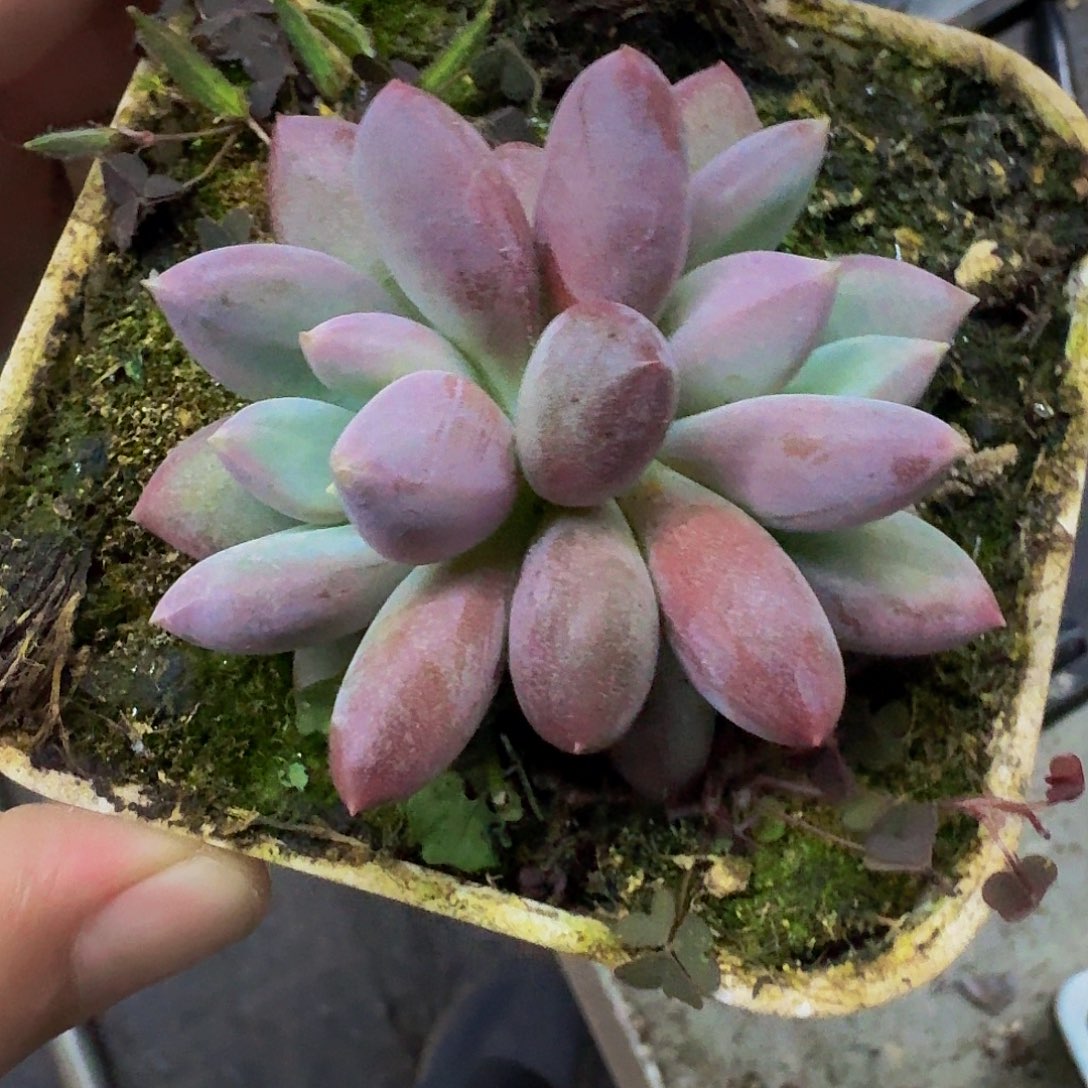 凯普盾美人 双头 一物一拍