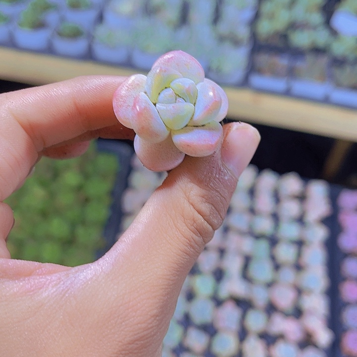 精品冰玉多肉植物