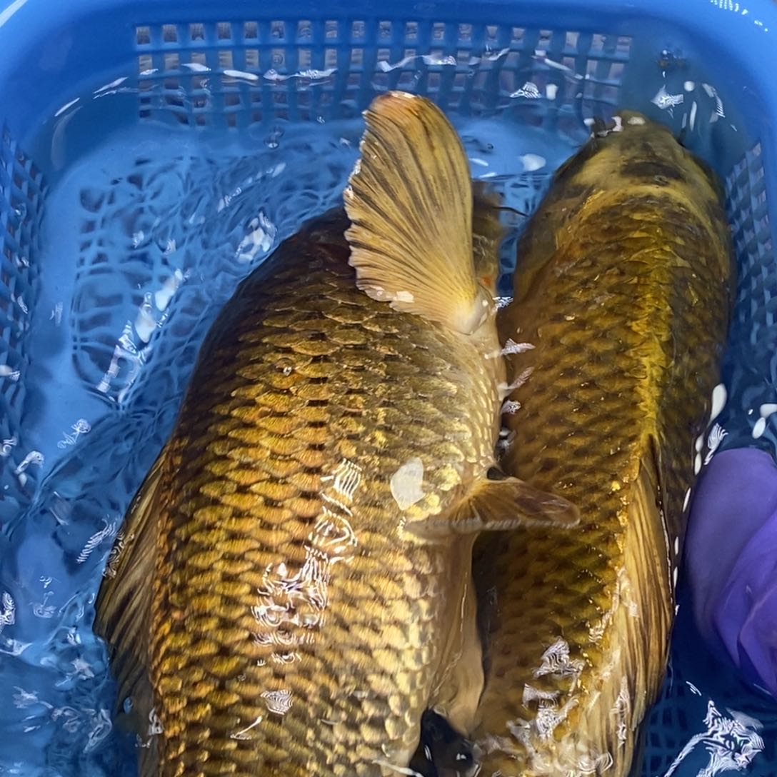 锦鲤冷水锦鲤包邮