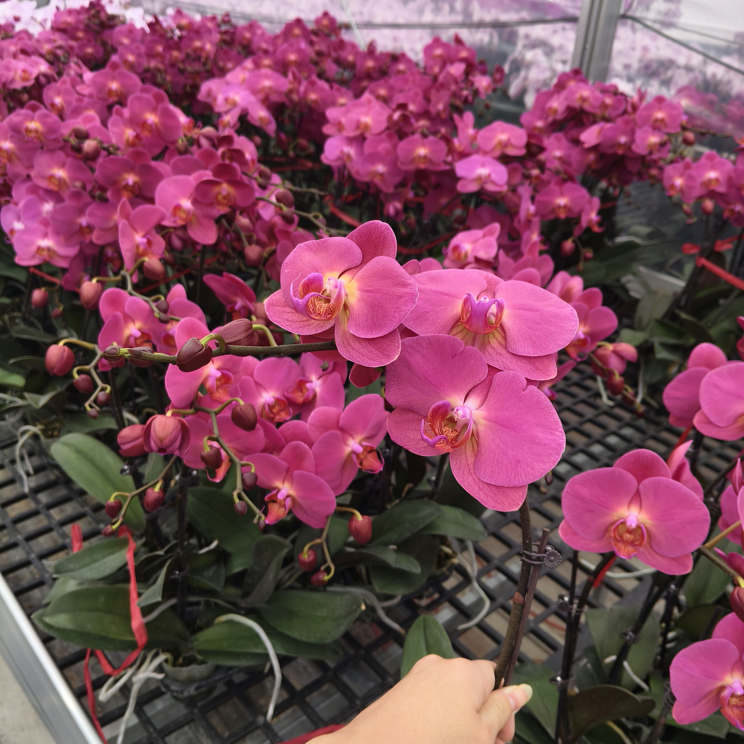 蝴蝶兰【红苹果】花苗盆栽带花剑花苞客厅室内四季好养观赏花卉