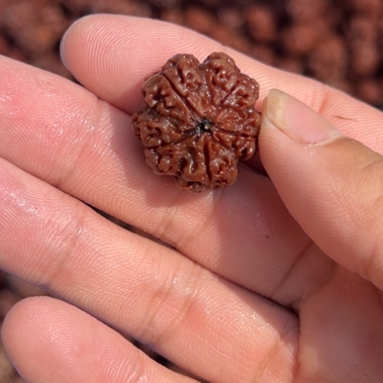 金刚菩提手串还****海金刚菩提的