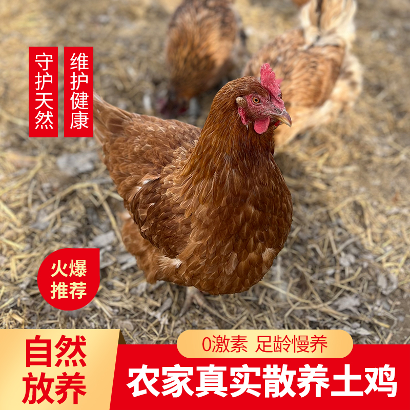 自家农场散养黄麻羽土老母鸡正宗土鸡整只新鲜活鸡粮食鸡笨鸡顺丰