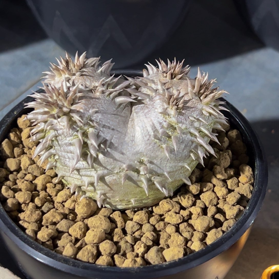 m惠比大黑带盆实生