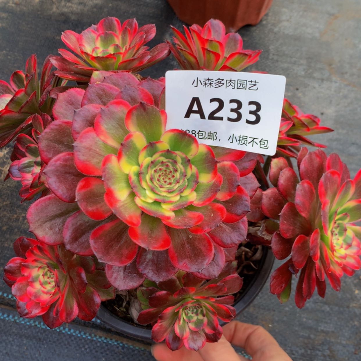 【闪购商品】233红金多肉