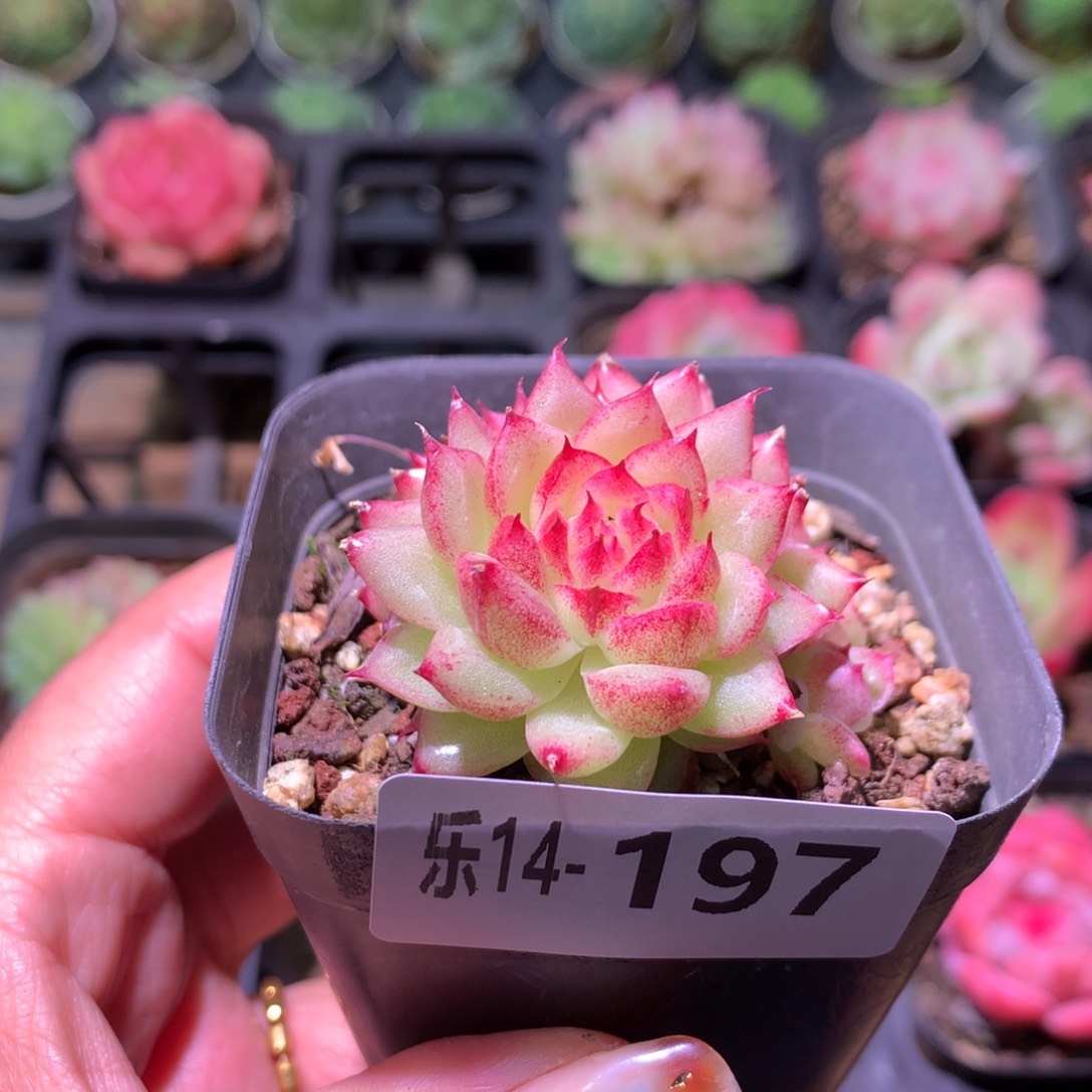 乐然14-197 菊花台 