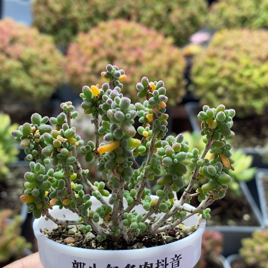 糖豆米3122枝干番杏