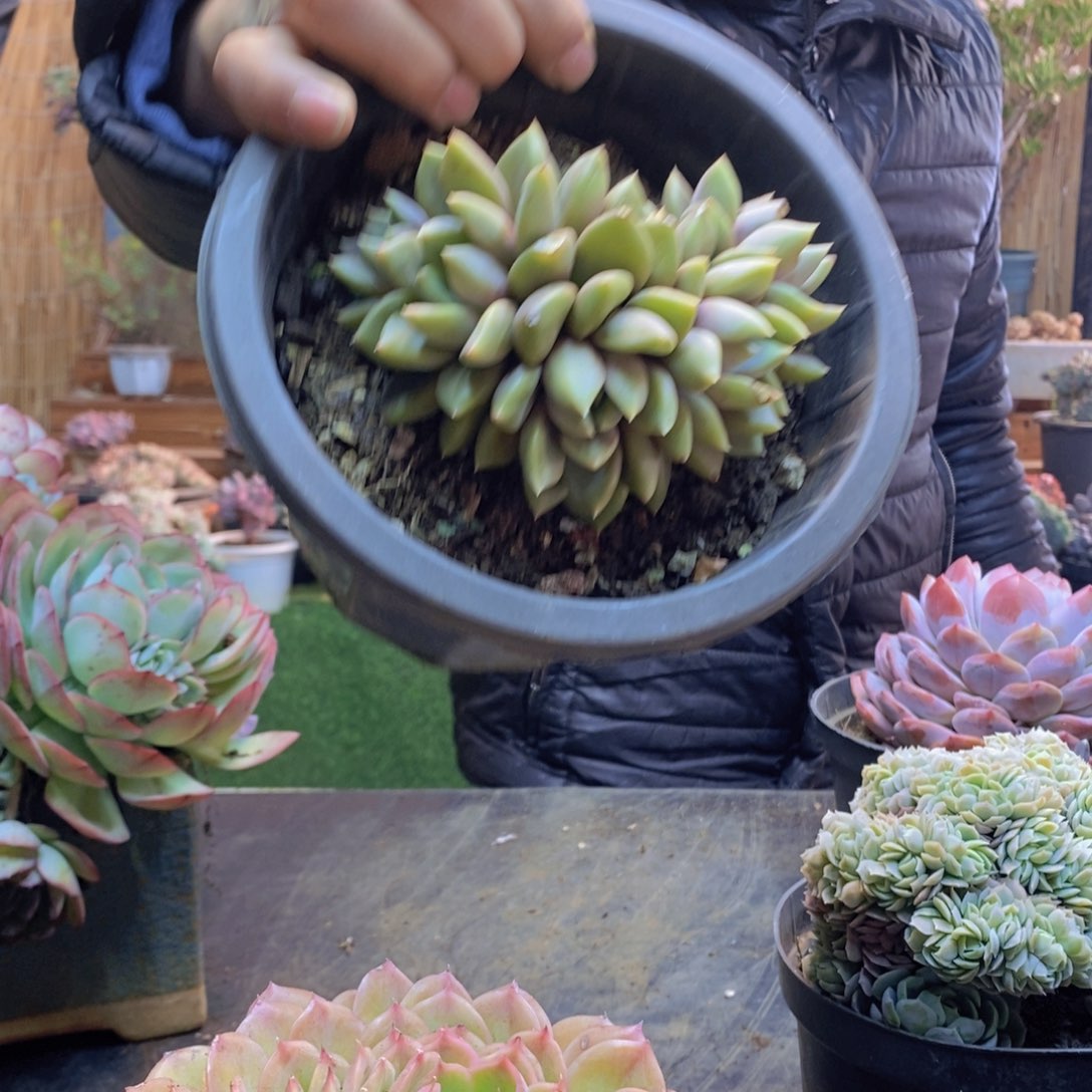 晨*弟98象牙多肉植物