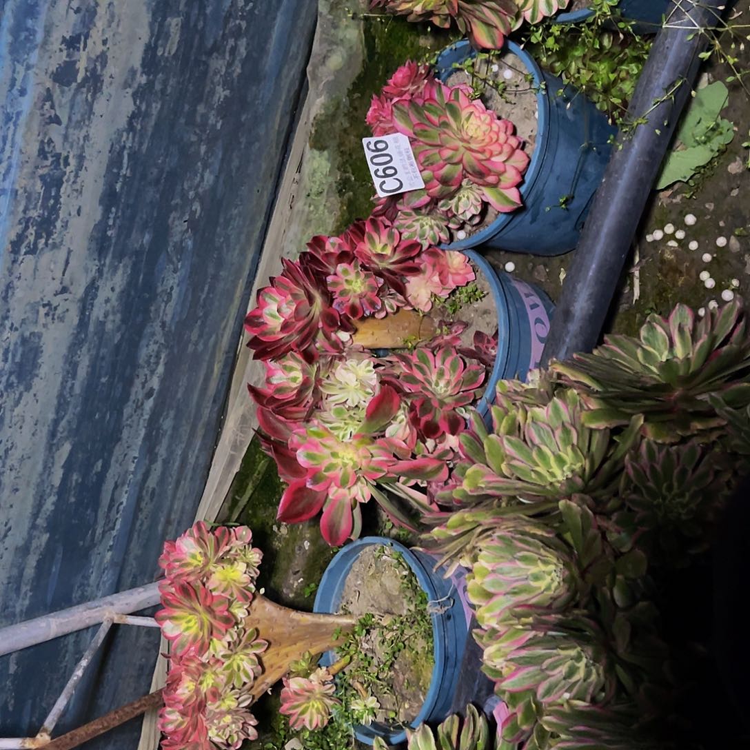 四盆法师15//7包邮法师