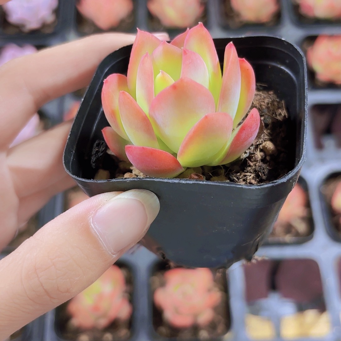 精品绮罗多肉植物