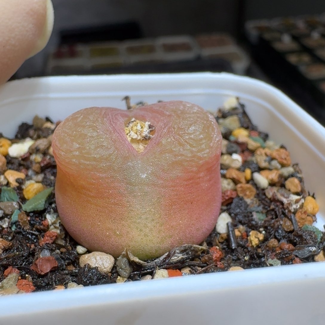 嘟*熊0130-36肉锥肉锥