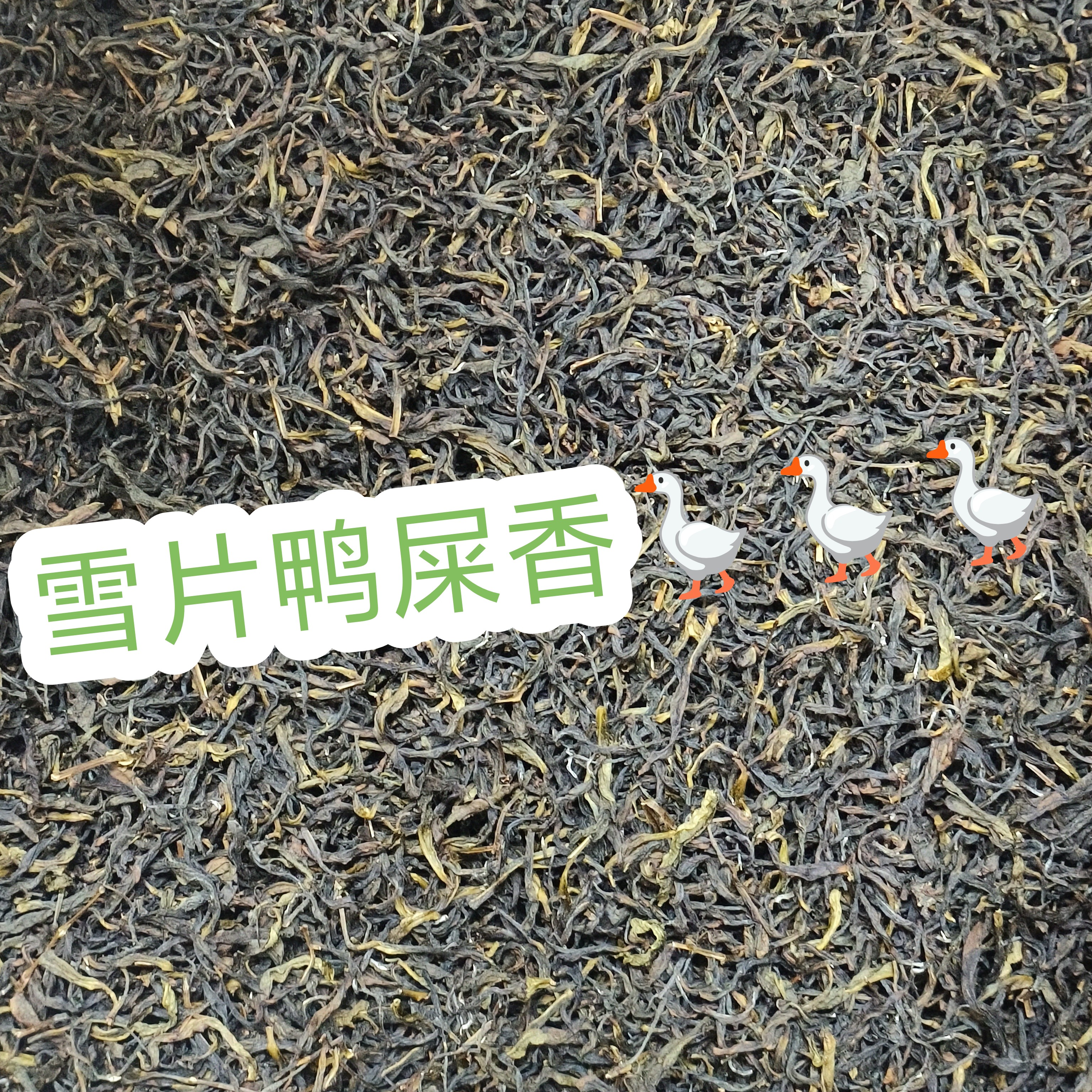 2025年【雪片鸭屎香】清香型 新茶客推荐