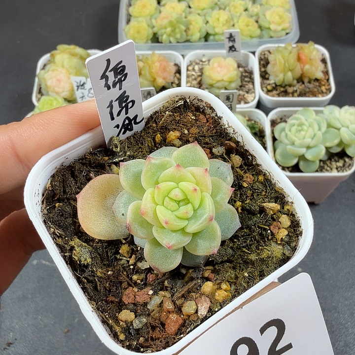 绵绵冰一物一拍092