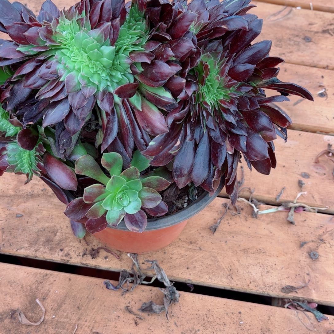 多肉植物497欧若拉